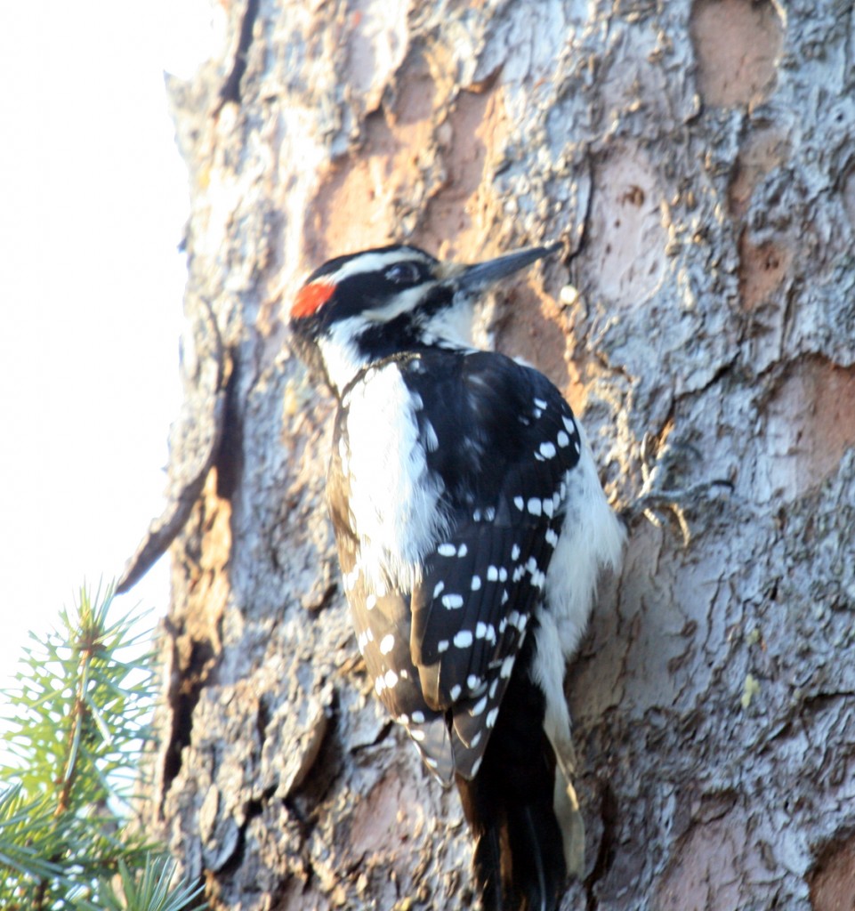 Hairy woodpecker (Picoides villosus) in Valdez, Alaska