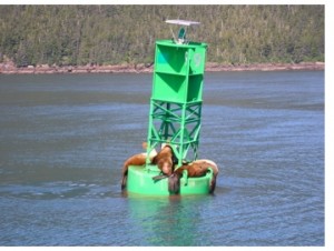 Sea Lions on buoy in Prince William Sound - Alan Sorum