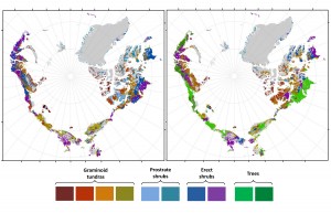 Greener Arctic Forecast: Observed distribution (left) and predicted distribution of vegetation under a climate warming scenario for the 2050s (right). Credit: American Museum of Natural History