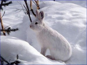Snowshare hare - NPS Photo