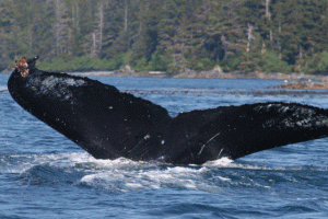 Southeast Alaska Humpback Whale - Photo by UAS