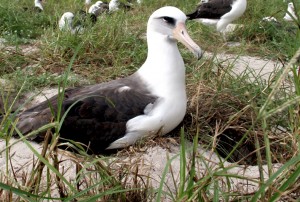 Albatrosse - USFWS