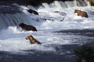 Brooks Falls Brown Bears - Photo by explore.org